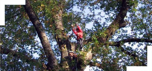 Escalad'arbre